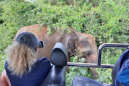 Wildlife Safari Yala National park 