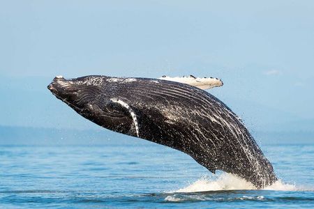 Huatulco Whale Watch Adventures