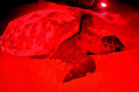 Guided turtle tour in a group in Boa Vista