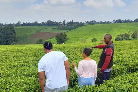 Riara tea farm tour with lunch and tea tasting from Nairobi 