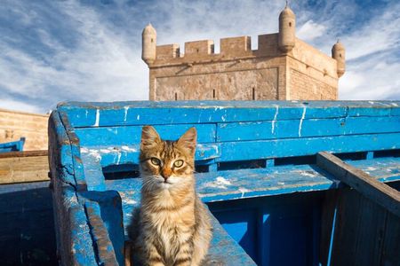 Day trip to essaouira from marrakech