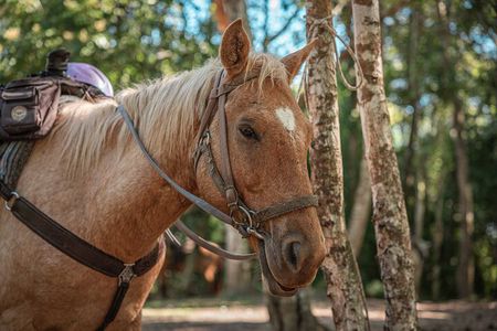 Horseback Ride to Xunantunich Maya Ruins 