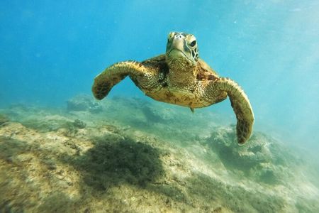 Amazing Adventure in Akumal: Swim with turtles & Tulum Ruins