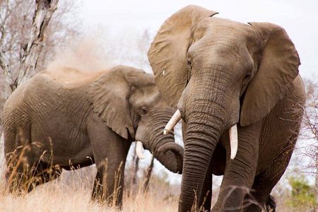 Full-Day Kruger National Park Safari