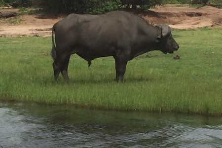 1 Day Chobe National Park Safari Experience