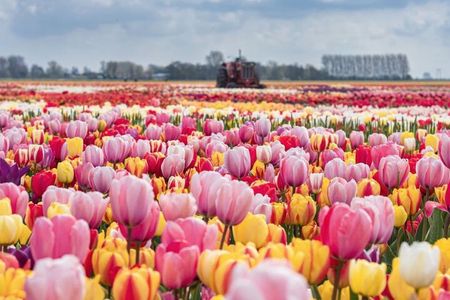 Private Tour to Tulips, Keukenhof, Windmills & Cheese Farm