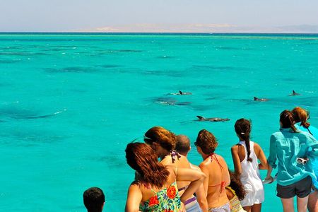 Key West Dolphin and Snorkel Experience 