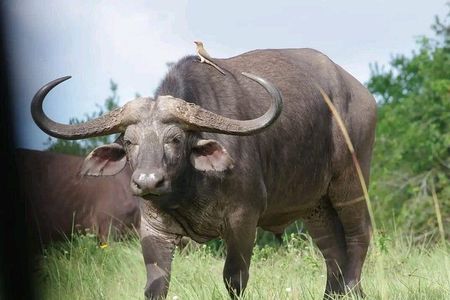 3 Days & 2 Nights Tsavo East & West by Humphrey Ndungu Tour's