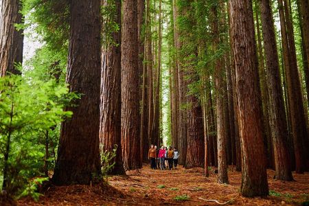 Fruit Picking & Nature Private Tour Yarra Valley & Warburton