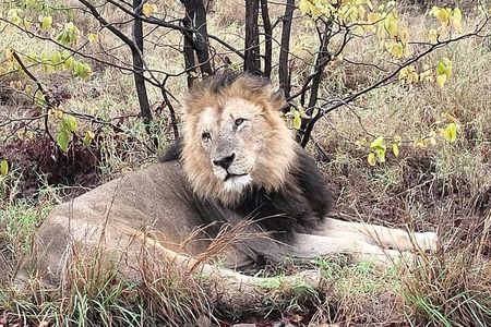 Kruger Park 3 Day Safari from Maputo (Open-backed Safari Vehicle)