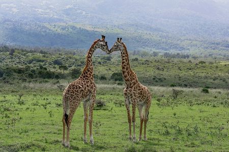 3-Day Meru National Park Private Guided Safari Tour