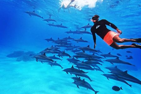 Samadai Dolphin House Snorkel Trip - Marsa Alam