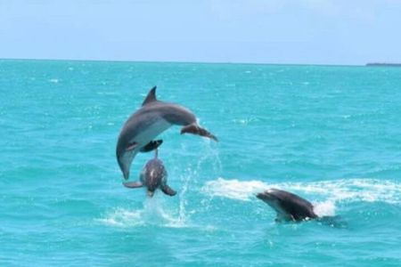 Key West's Favorite Afternoon Dolphin Sail