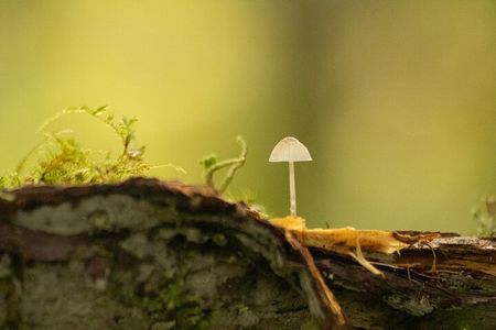 Whistler: Coastal Rainforest Walk
