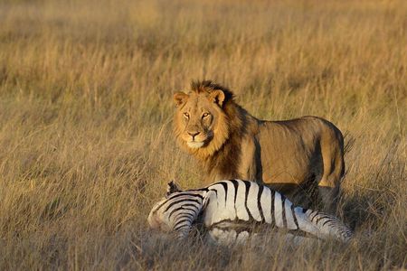2-Day Safari trip to Hwange National Park from Victoria Falls