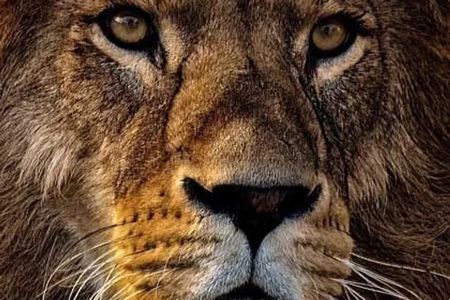 4-Day Tanzania Camping Safari Experience