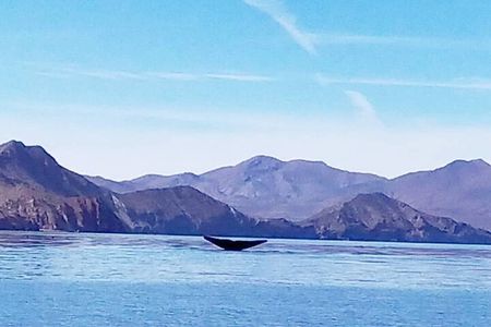 Blue Whale Watching in Loreto