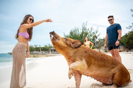 Sandy Toes Bahamas Original Swimming Pigs and Snorkeling 