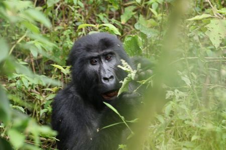 3 Days Private Gorilla Tracking in Bwindi Impenetrable Forest