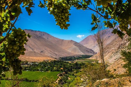 Elqui Valley: Cruise Excursion in Coquimbo 