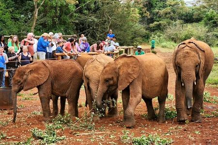 Elephant Orphanage, Giraffe Centre& optional Nairobi NationalPark