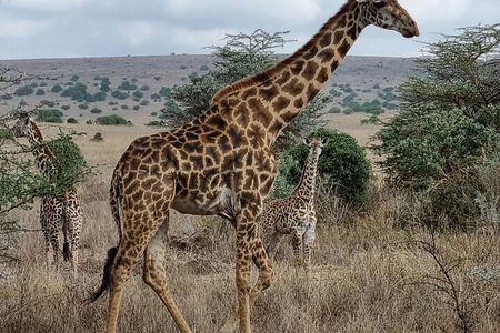Afternoon Tour To Nairobi National Park