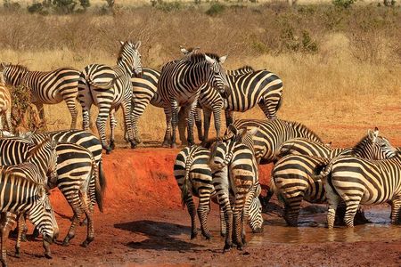Mombasa/Diani: Overnight Safari to Tsavo East National Park 