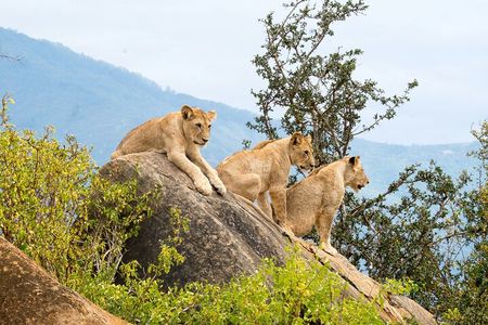 Overnight Safari to Tsavo East with Pick Up From Mombasa