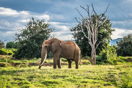 1 Day Group tour to Tsavo East National Park with Buffet Lunch