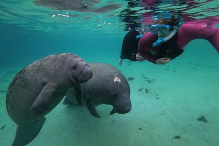 All Inclusive Private Manatee Swim