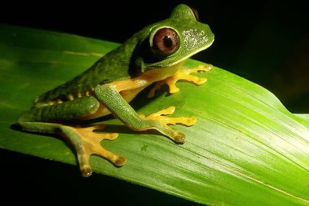 Jungle Night Tour 