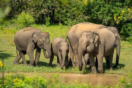 Udawalawe National Park Safari | From Hambantota Port