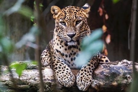 Yala National Park Safari |From Hambantota Port (Shore Excursion)