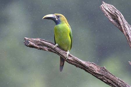 Monteverde Cloud Forest Tour