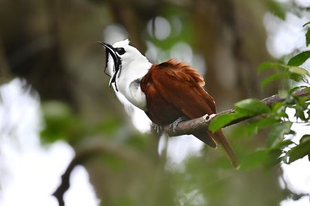 Private Birdwatching at Monteverde