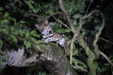 Monteverde Night Walk Tour