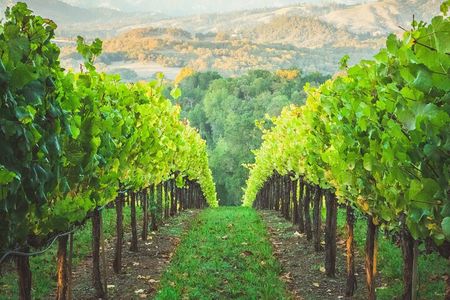 6 Hours Healdsburg Wine Tour with Luxury SUV