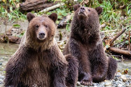 Campbell River, BC: Full Day Grizzly Bear Tour in Toba Inlet
