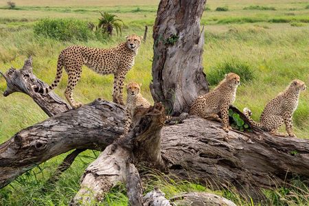 2 Day Flyin Shared Safari to Nyerere NP from Zanzibar