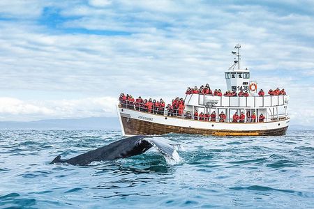 Original Carbon Neutral Whale Watching Tour from Húsavík