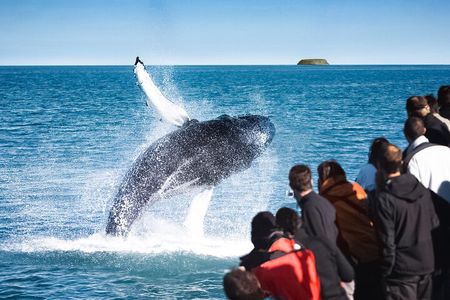Traditional Oak Ship Whale Watching Tour From Husavik