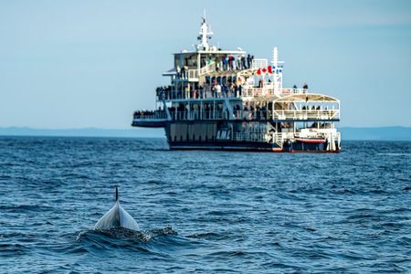 Tadoussac/Charlevoix: Whale & Bear Wildlife Tour