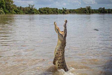 Adelaide River Cruises - Jumping Crocodile Experience