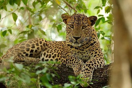 Yala National Park | Private Safari