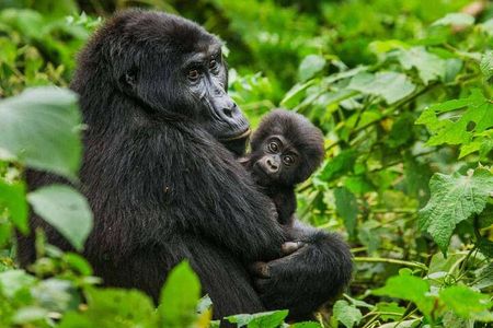 6 Days Uganda Gorilla, Chimps Trekking and Wildlife Safari