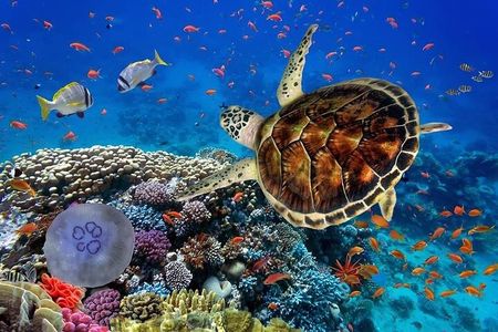 Marsa Mubarak Snorkeling Cruise from Marsa Alam