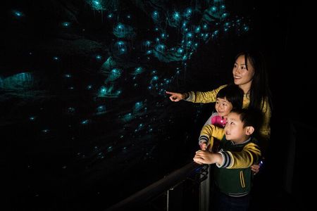 From Auckland: Waitomo Caves and Kiwi House Small Group Tour
