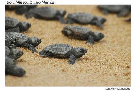 Guided turtle tour in a group in Boa Vista