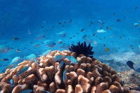 Cairns: Enjoy Mission Beach | Small Group | Outer Reef Snorkel