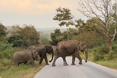 2 Day Bandipur Safari and Mysore Palace Tour